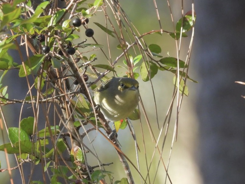 Белоглазый виреон - ML644486326