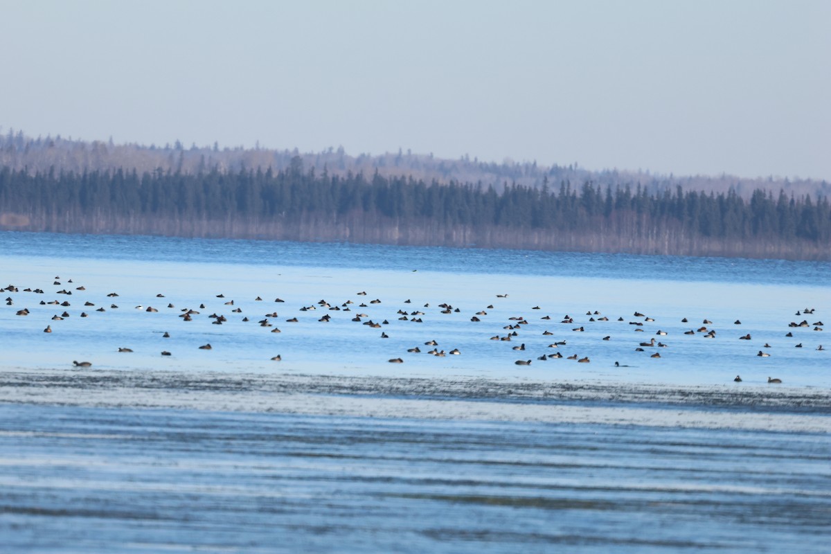 Gadwall - ML644486328