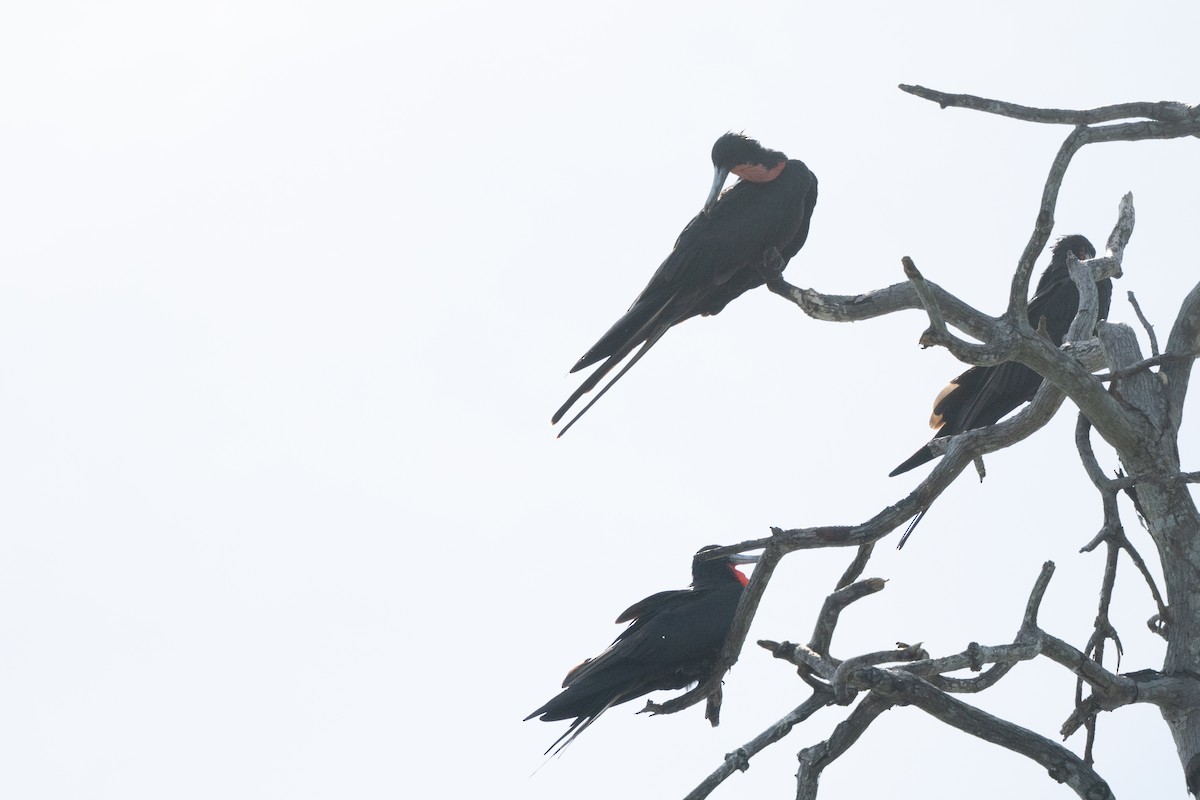 Magnificent Frigatebird - ML644486329