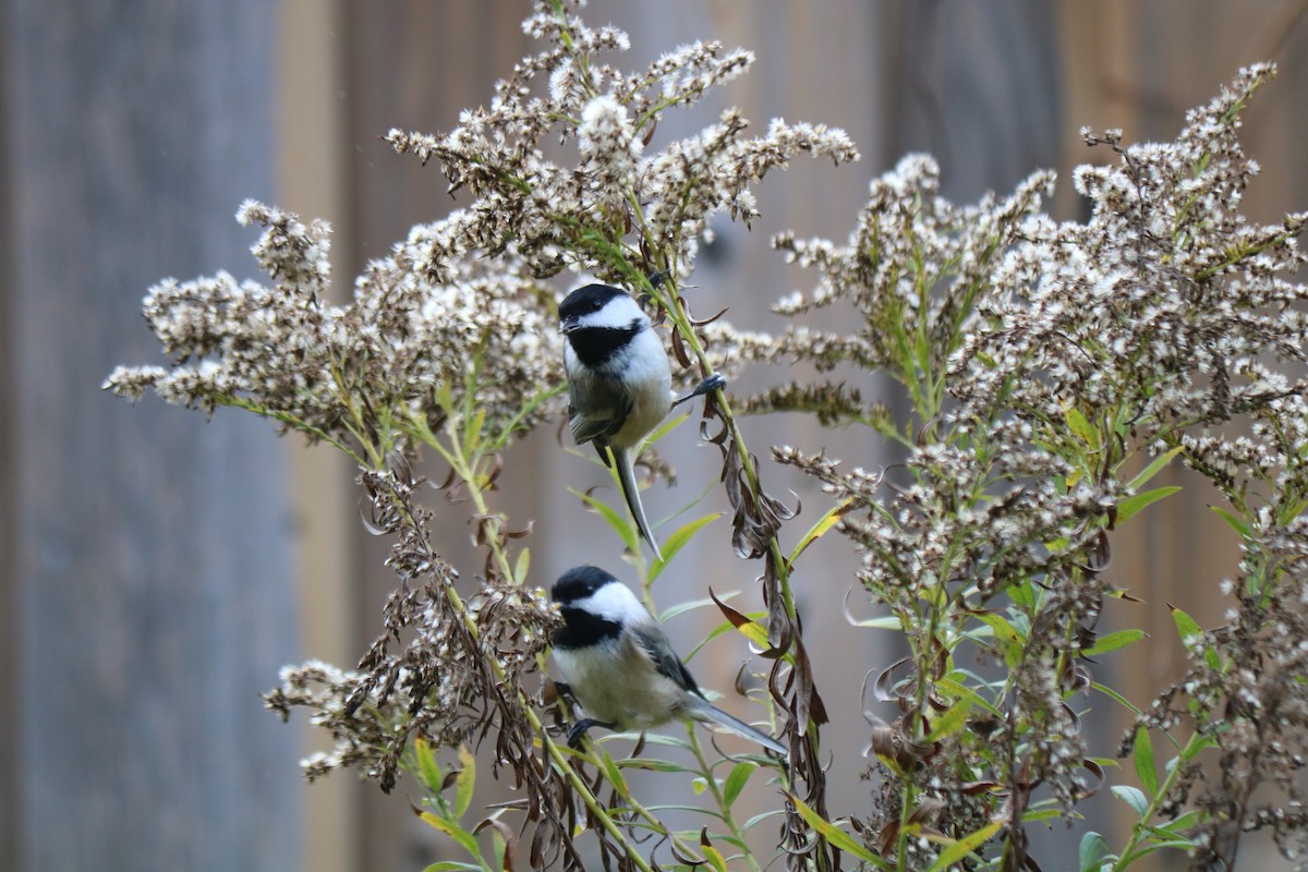 Amerika Baştankarası - ML644486332