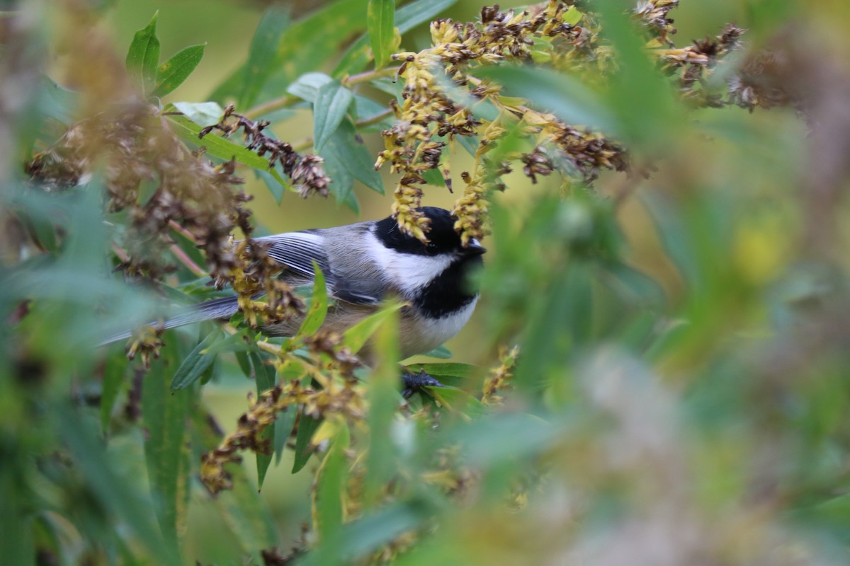 Amerika Baştankarası - ML644486356