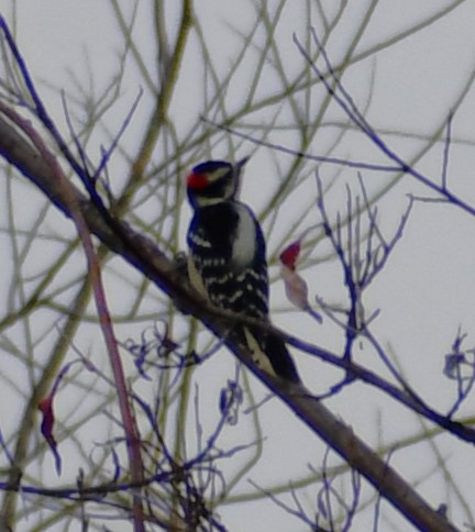 dunspett - ML644486363