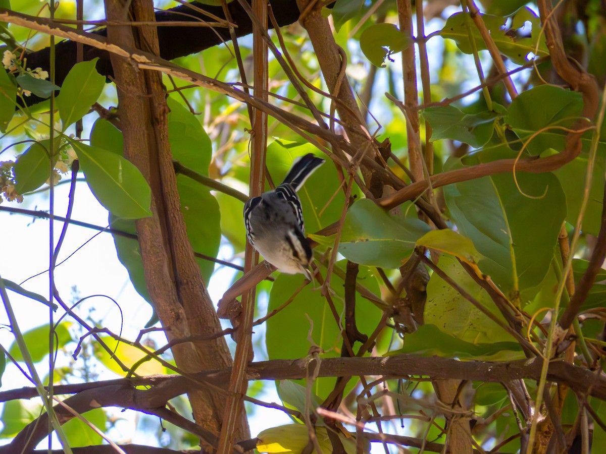 Black-capped Antwren - ML644486375
