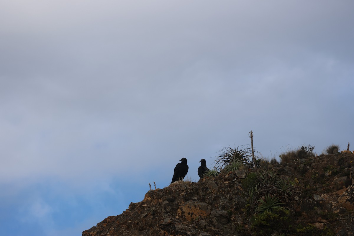 svartkondor - ML644486380