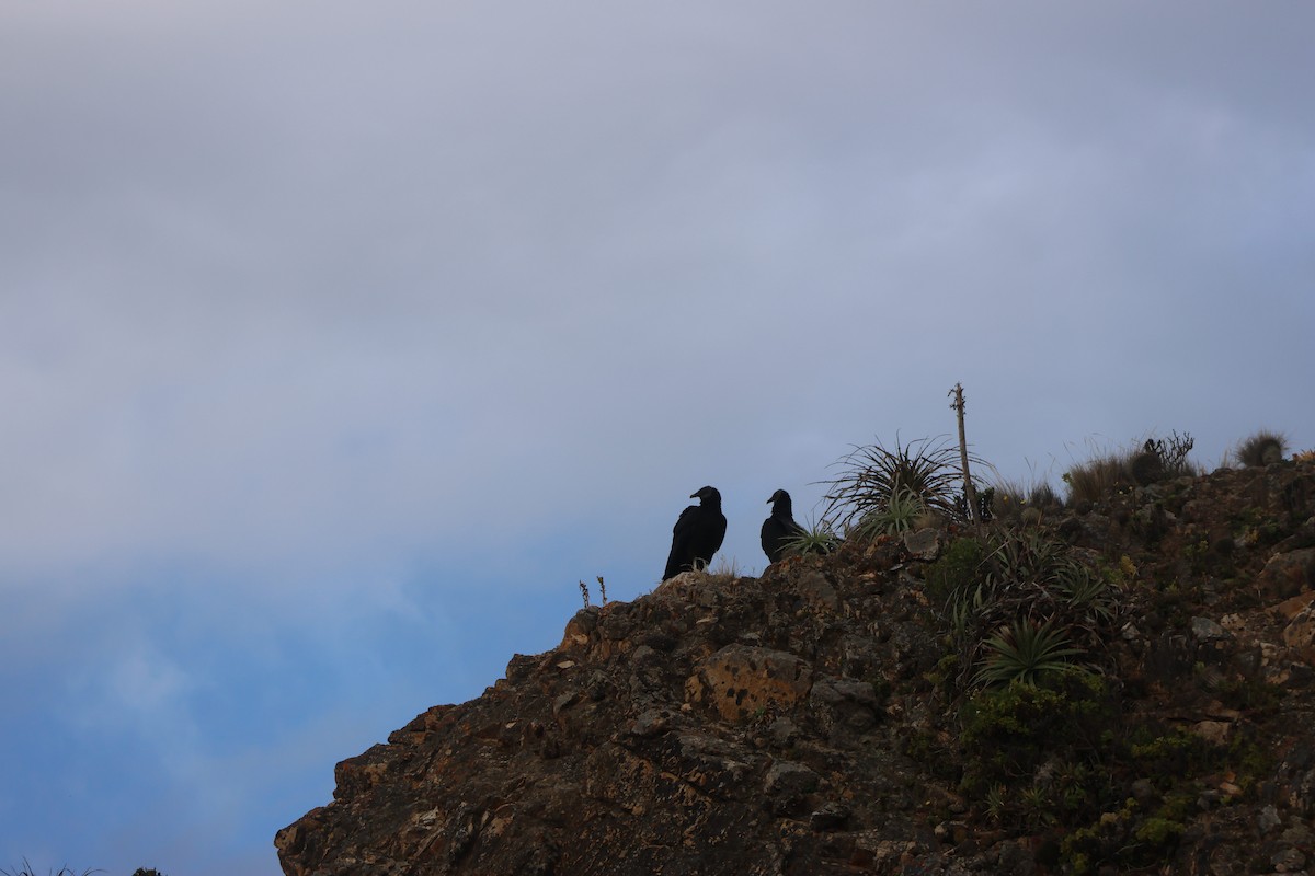 svartkondor - ML644486381