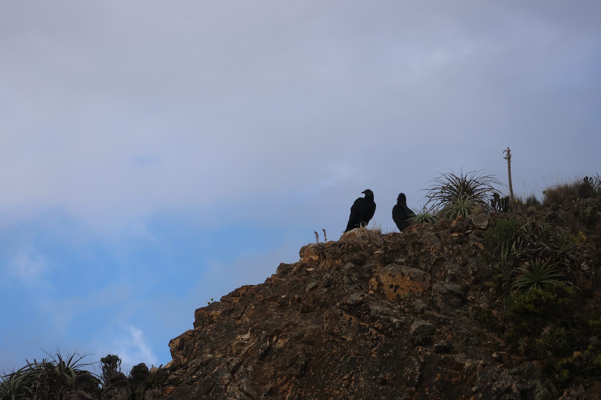 svartkondor - ML644486382