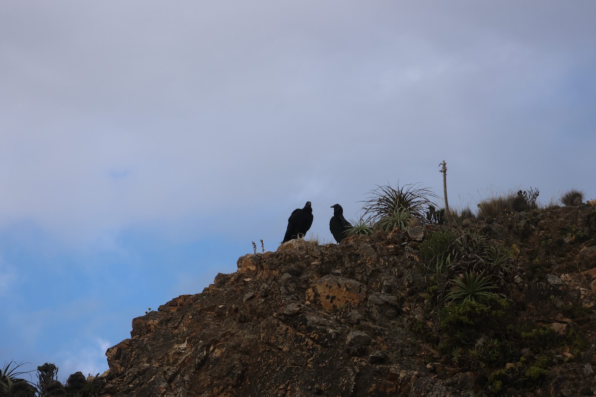 svartkondor - ML644486383