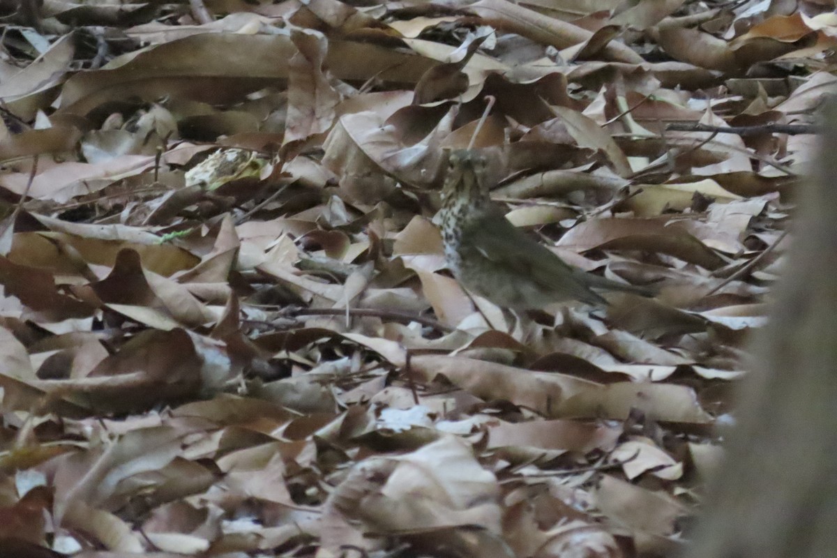 Swainson's Thrush - ML644486384