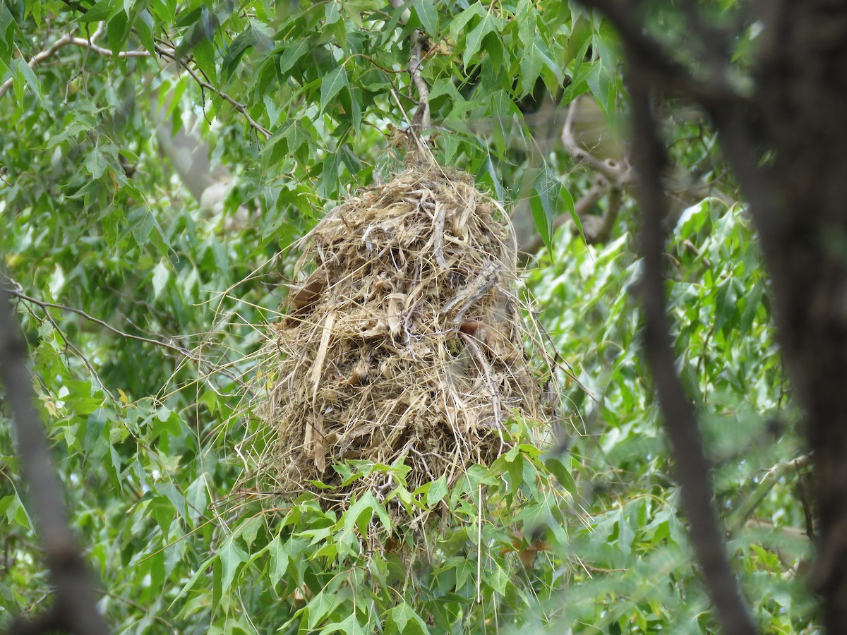 Rose-throated Becard - ML644486386