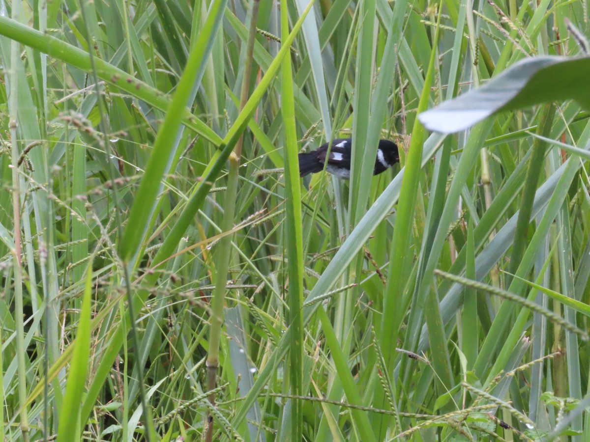 Чёрный просяночник - ML644486389