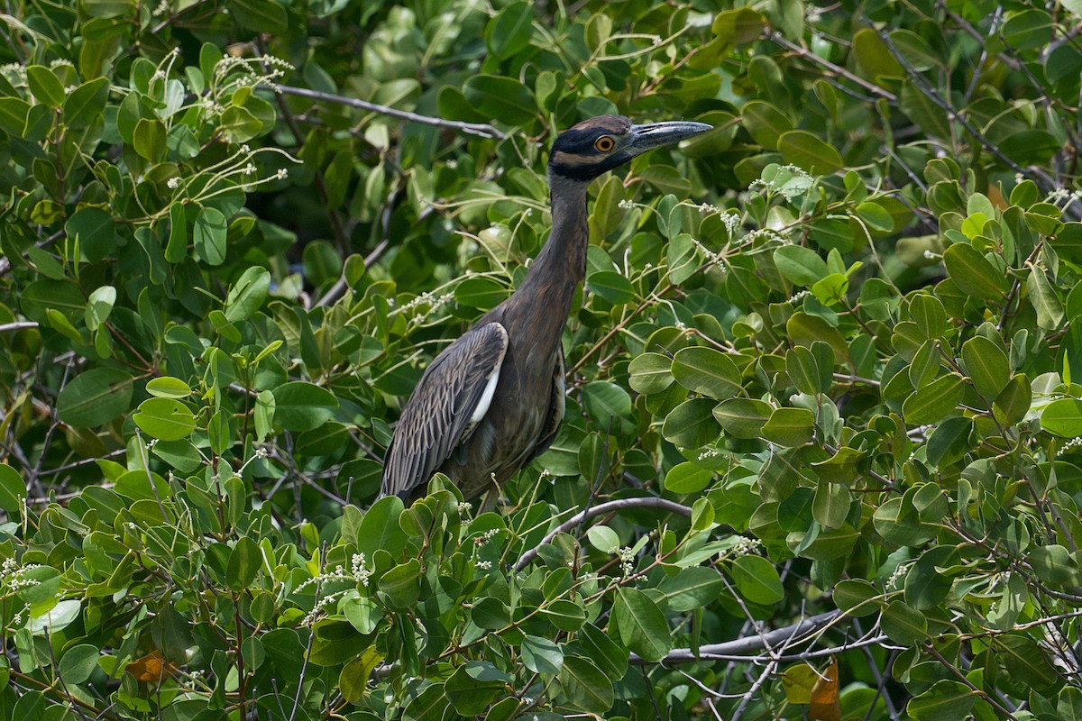 Yellow-crowned Night Heron - ML644486405