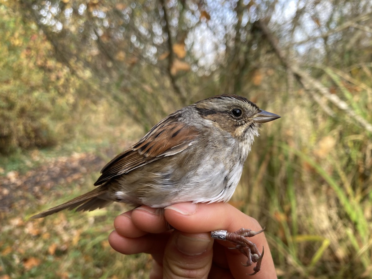 Swamp Sparrow - ML644486407