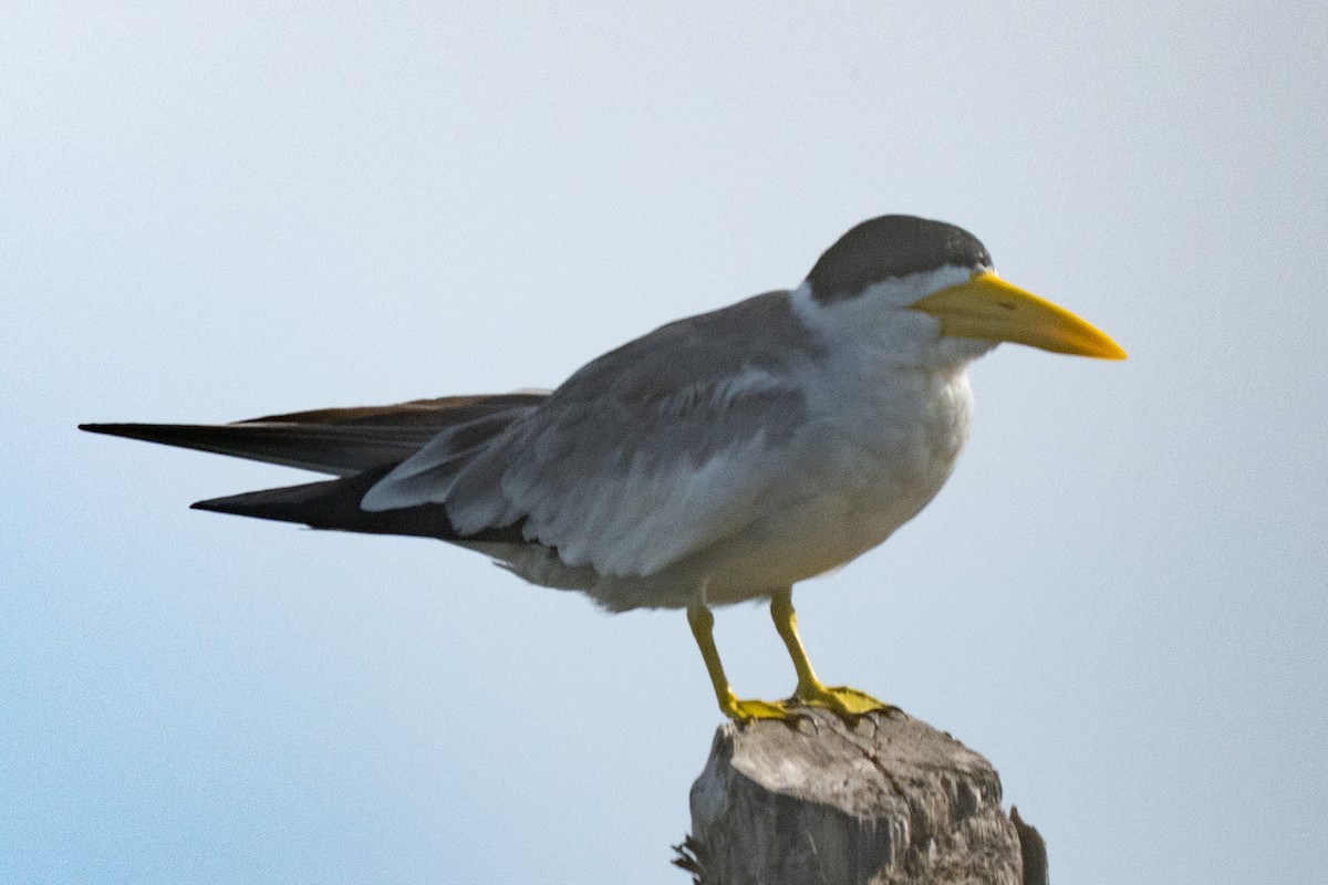 オオハシアジサシ - ML644486409