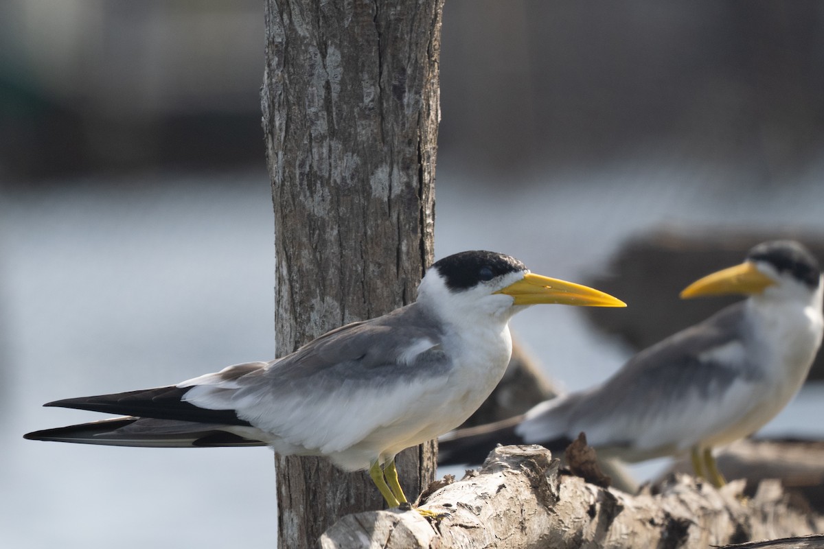 オオハシアジサシ - ML644486410