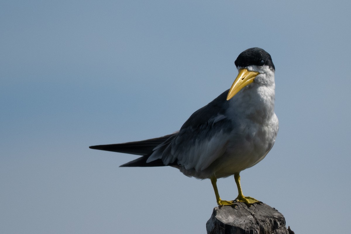 オオハシアジサシ - ML644486411