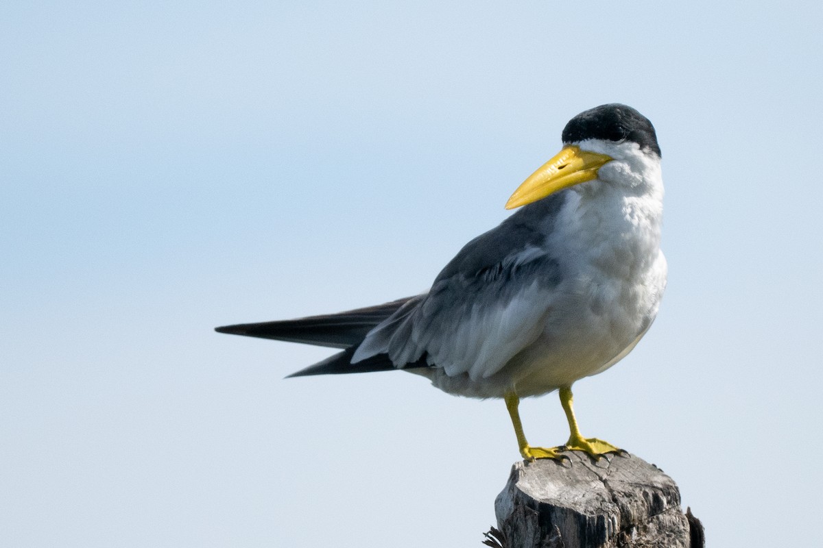 オオハシアジサシ - ML644486414