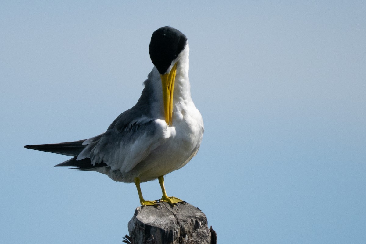 オオハシアジサシ - ML644486415