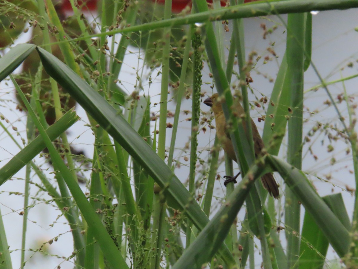 Чёрный просяночник - ML644486418