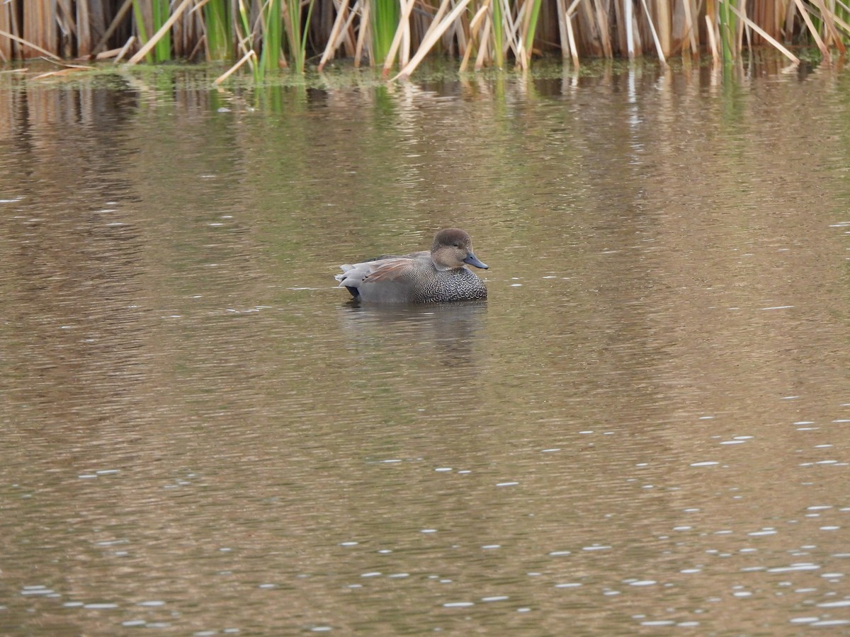 Gadwall - ML644486430