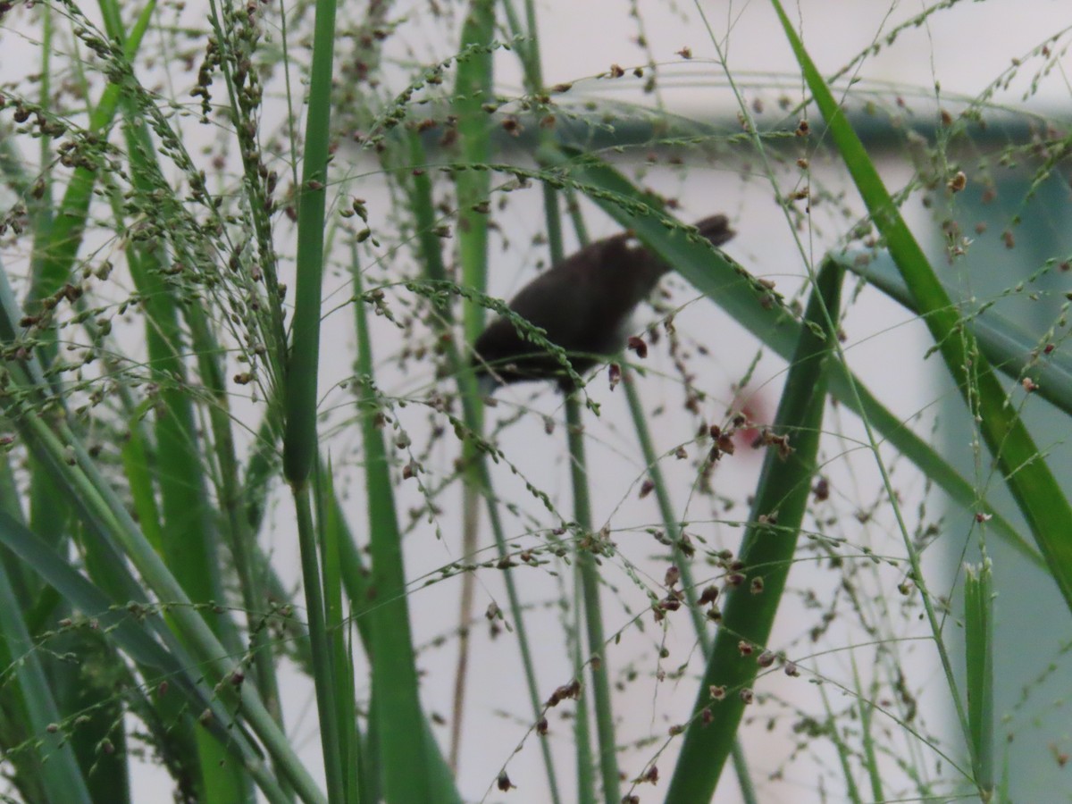 Yellow-bellied Seedeater - ML644486431