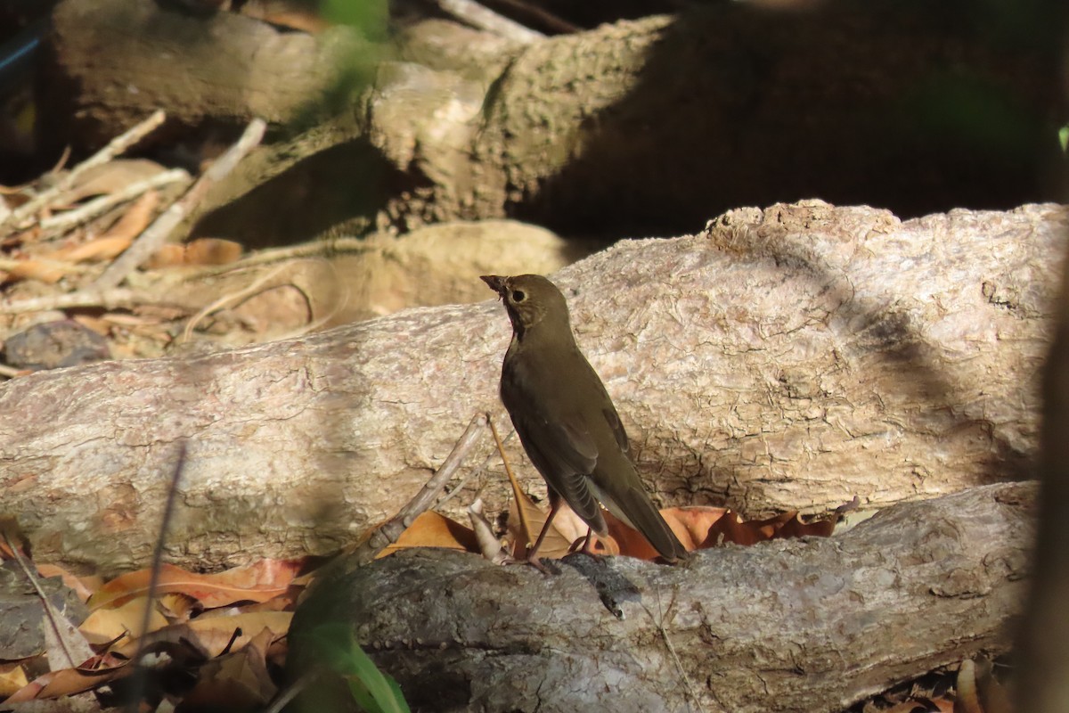 Swainson's Thrush - ML644486438