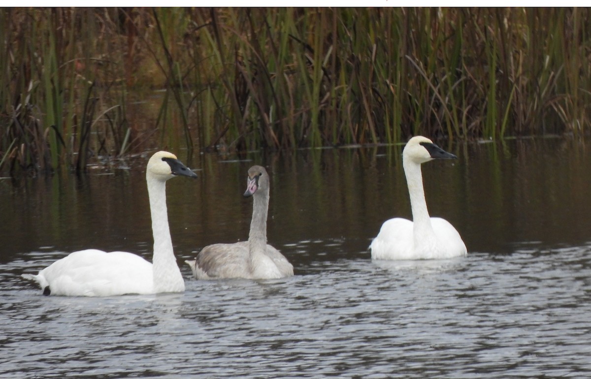 Trumpeter Swan - ML644486441