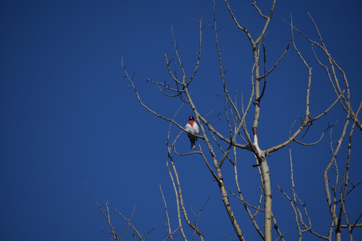 Rose-breasted Grosbeak - ML644486443