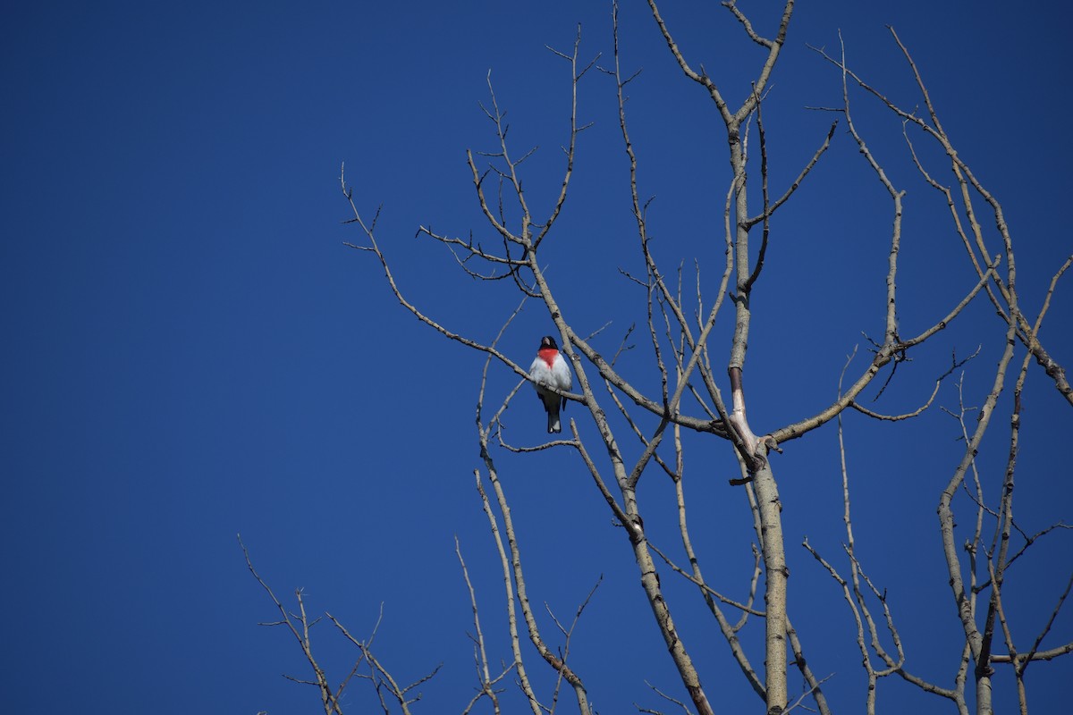 Rose-breasted Grosbeak - ML644486444