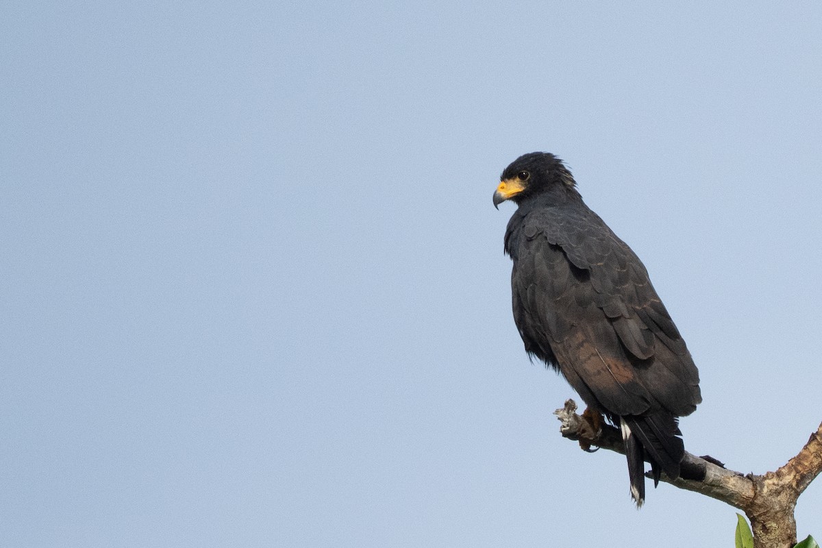 Common Black Hawk - ML644486445