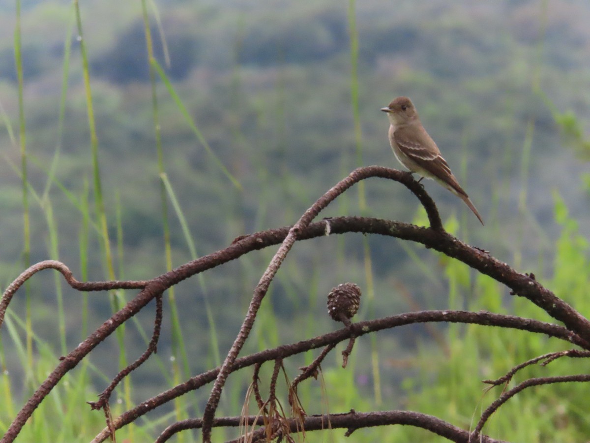 Western Wood-Pewee - ML644486447
