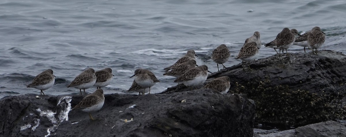 Least Sandpiper - ML644486452