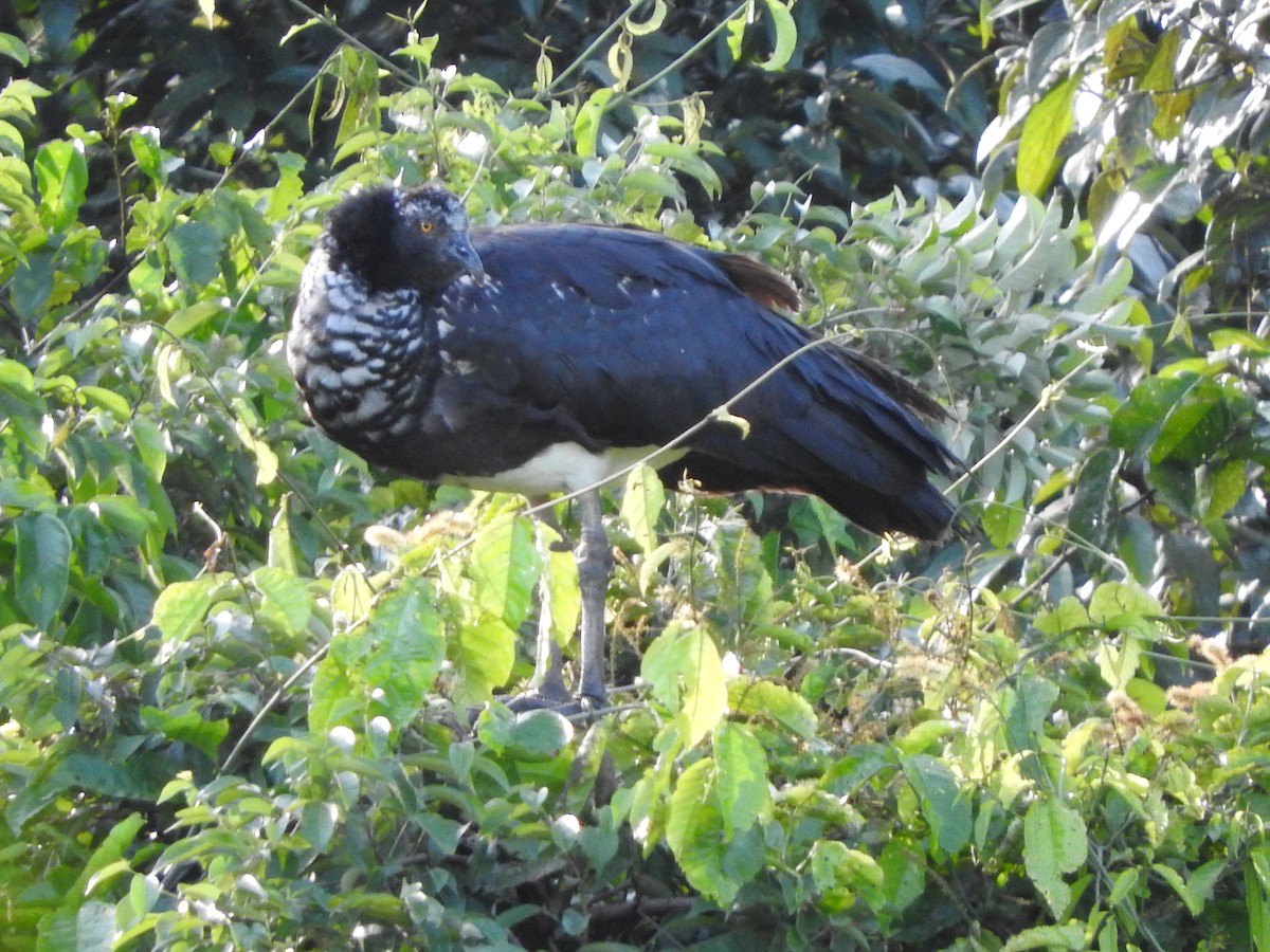 ツノサケビドリ - ML644486463