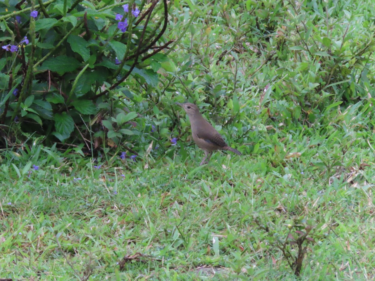 Southern House Wren - ML644486480