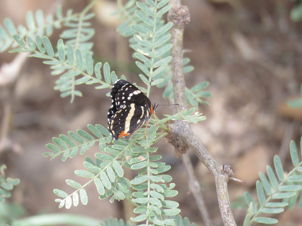 Bordered Patch - ML644486483