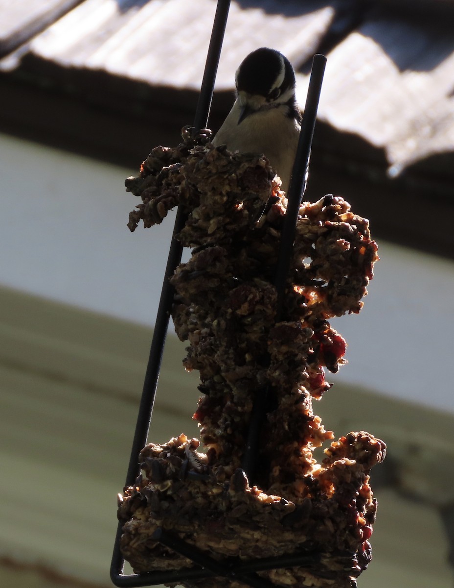 dunspett - ML644486495