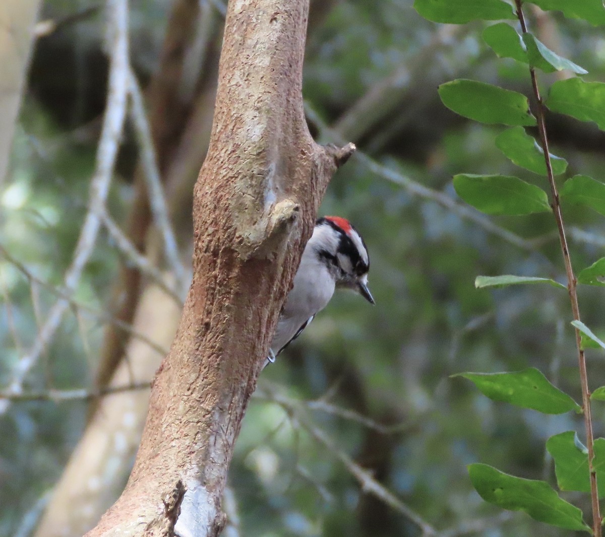 dunspett - ML644486496