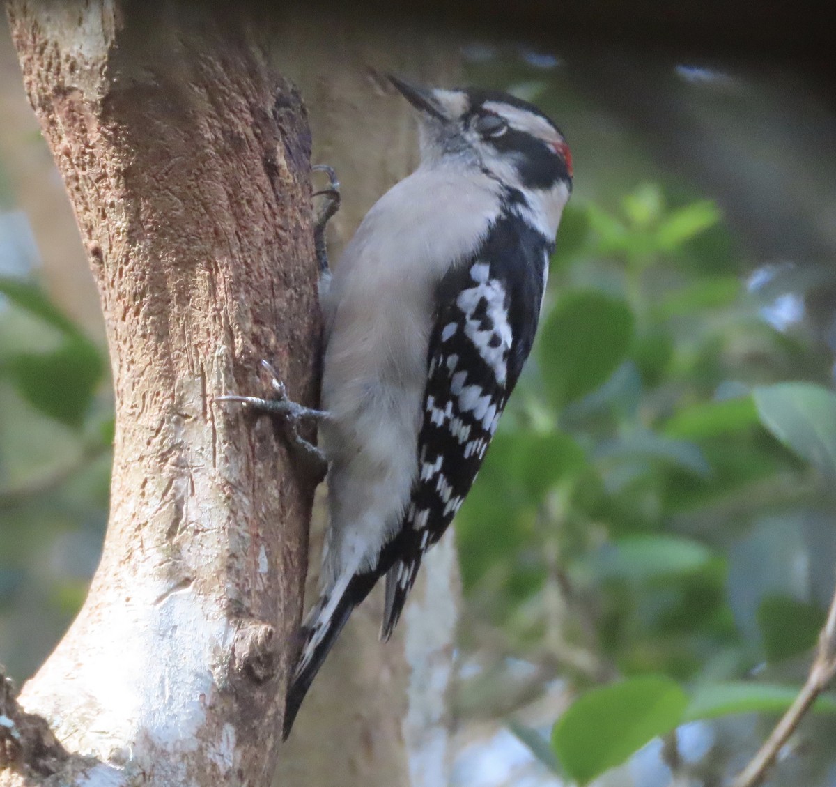 dunspett - ML644486497