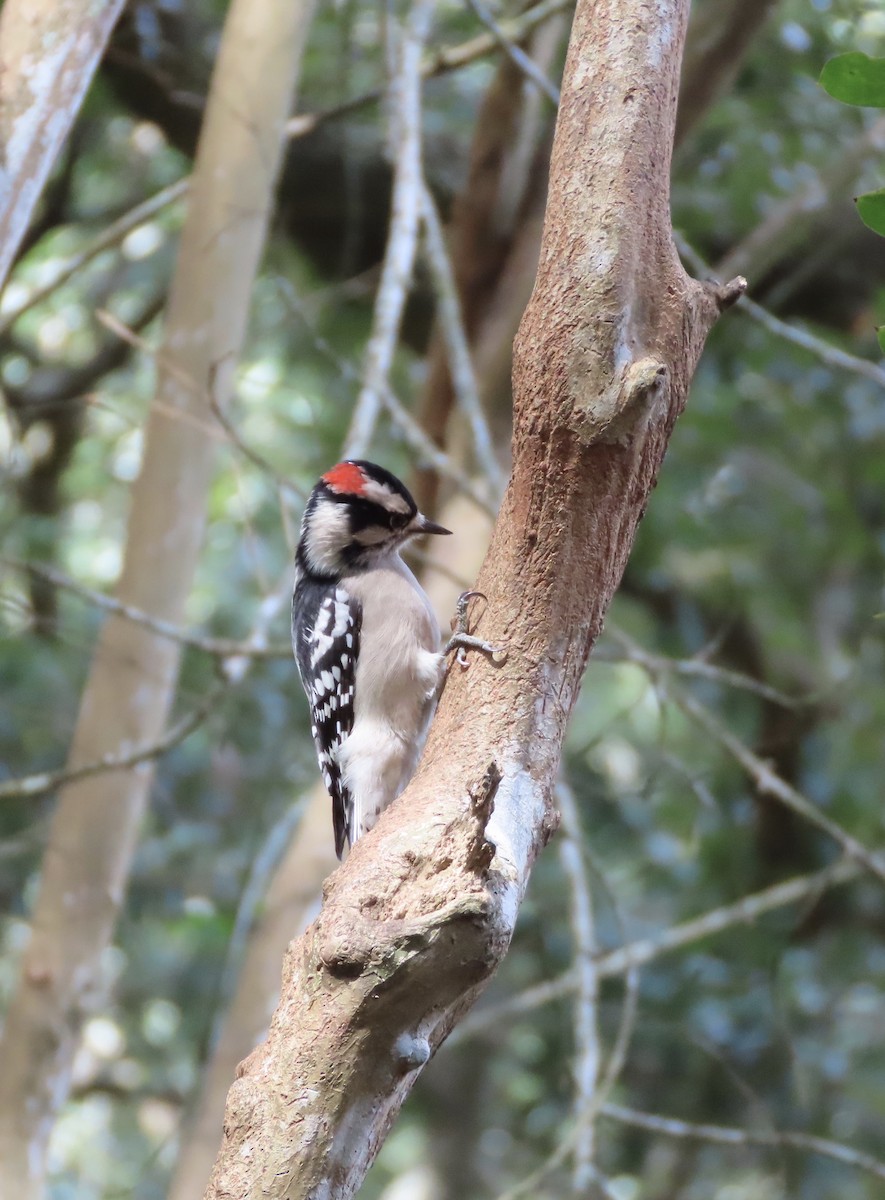 dunspett - ML644486498