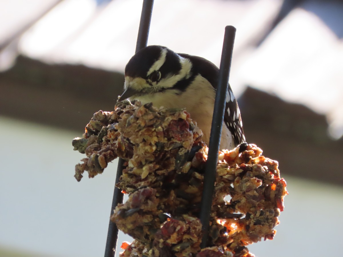 dunspett - ML644486499