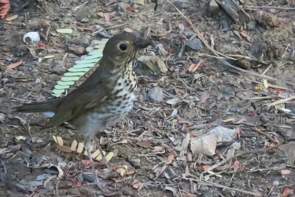 Swainson's Thrush - ML644486505