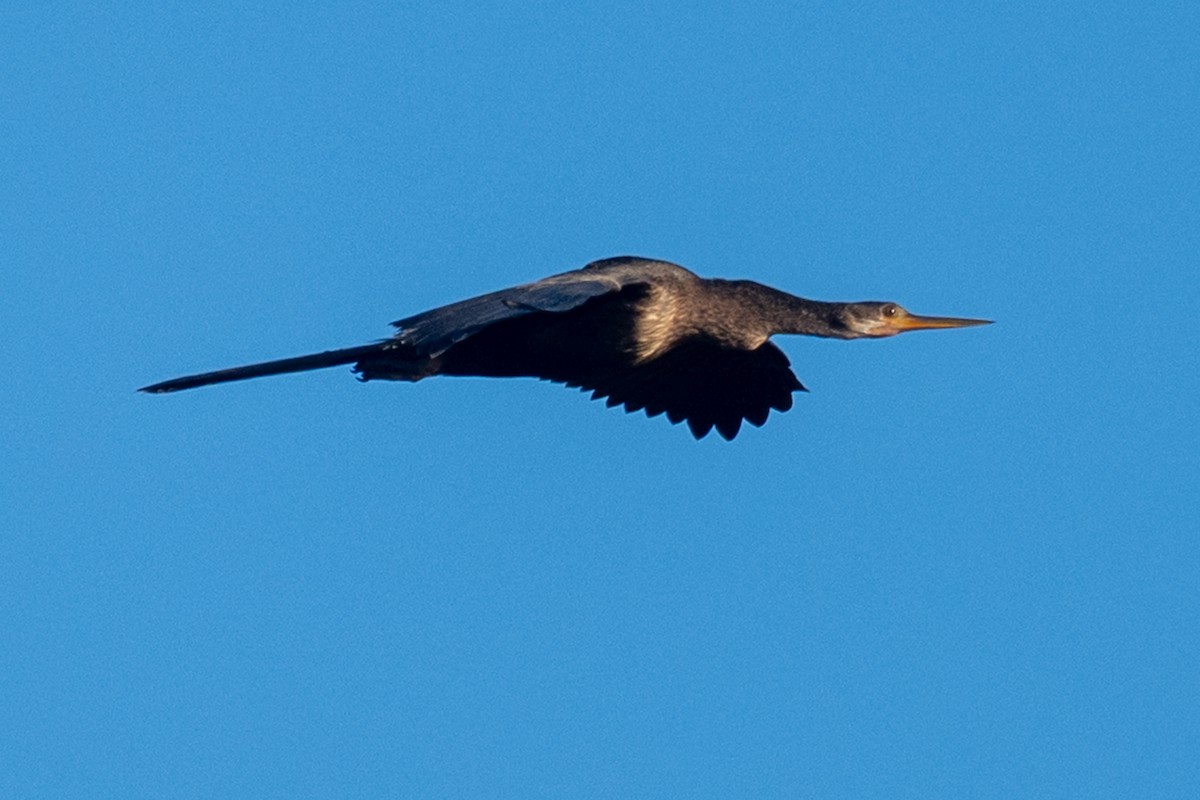 Anhinga - ML644486515
