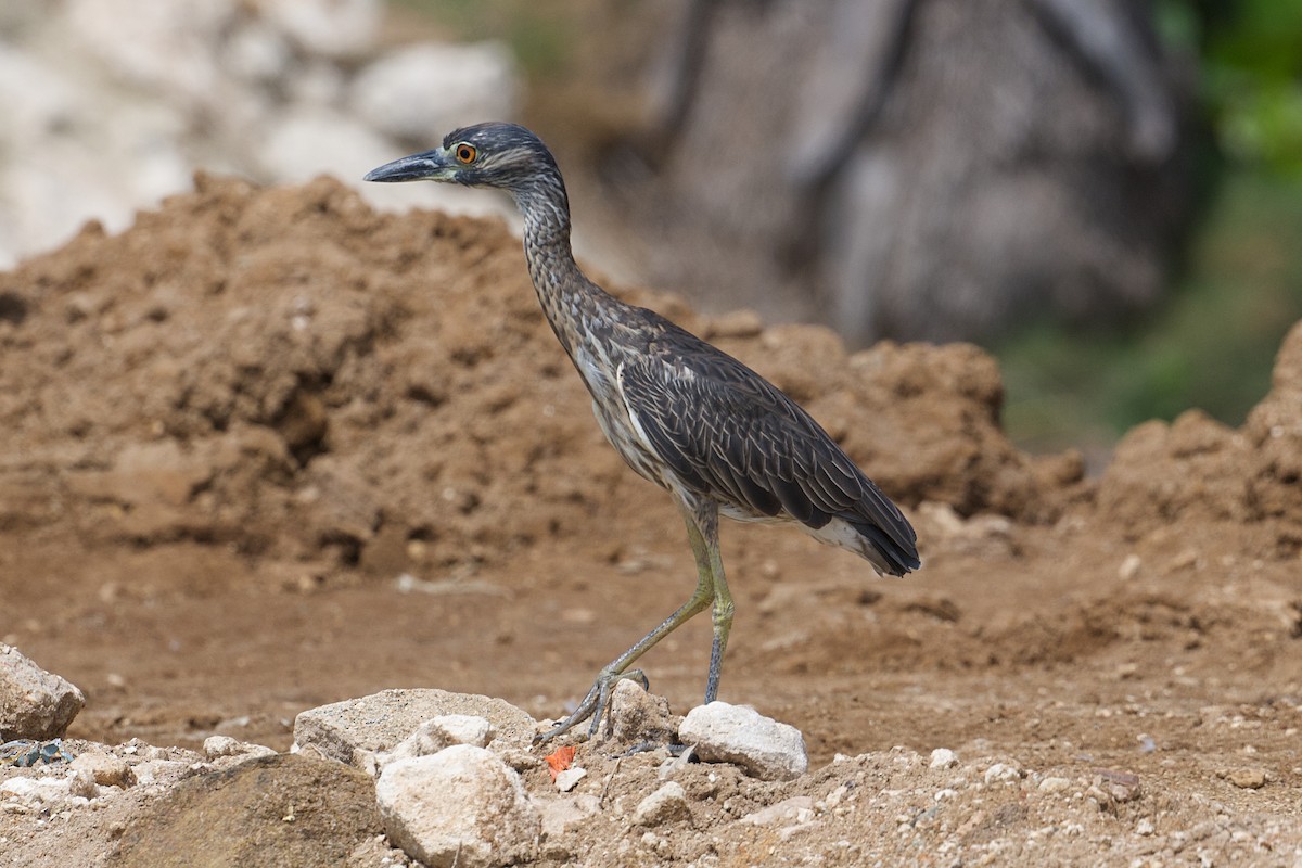 Yellow-crowned Night Heron - ML644486517
