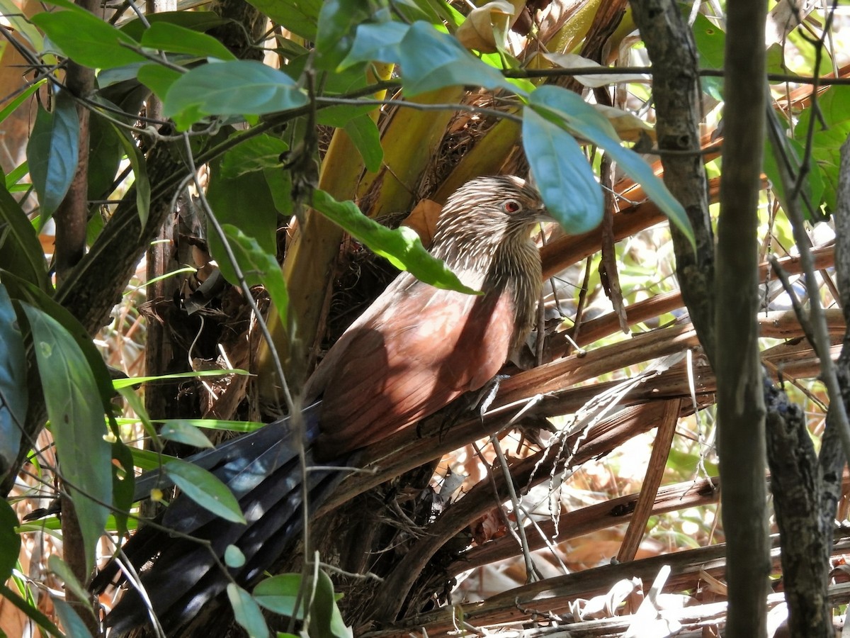 Malagasy Coucal - ML644486519