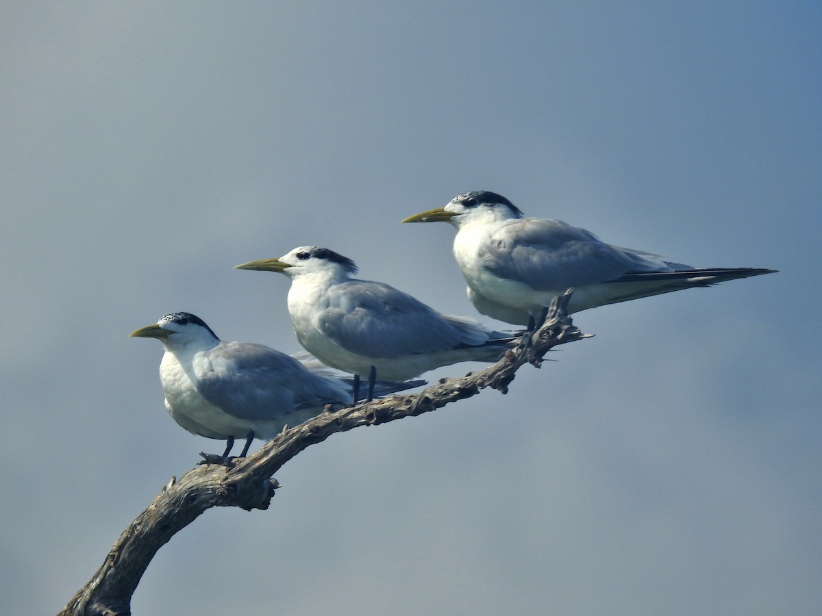 Lesser Crested Tern - ML644486531