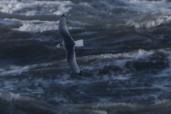 Black-legged Kittiwake - ML644486535