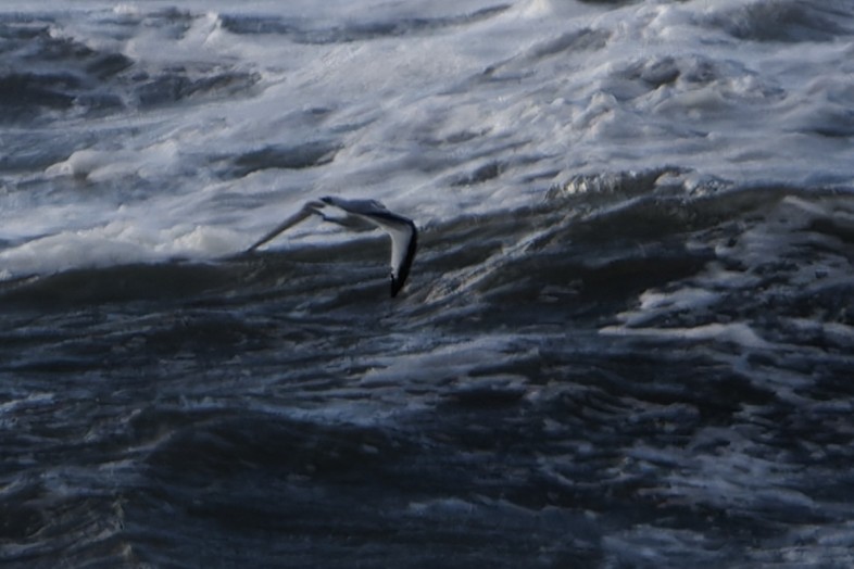 Black-legged Kittiwake - ML644486538