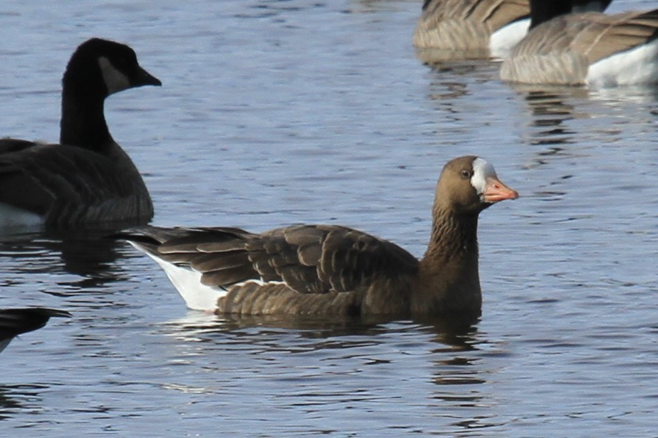 husa běločelá (ssp. gambelli/sponsa) - ML644486539