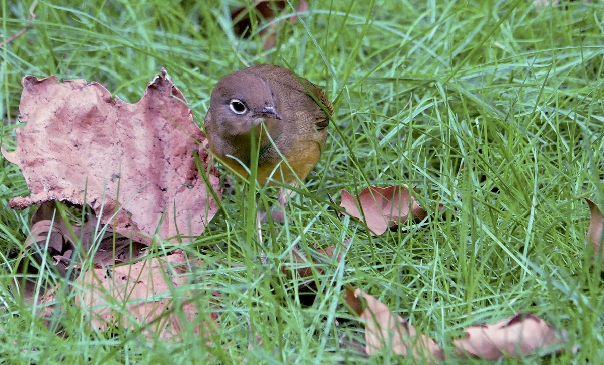 ハイムネアメリカムシクイ - ML644486540