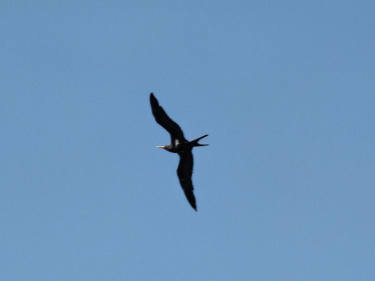 Lesser Frigatebird - ML644486548