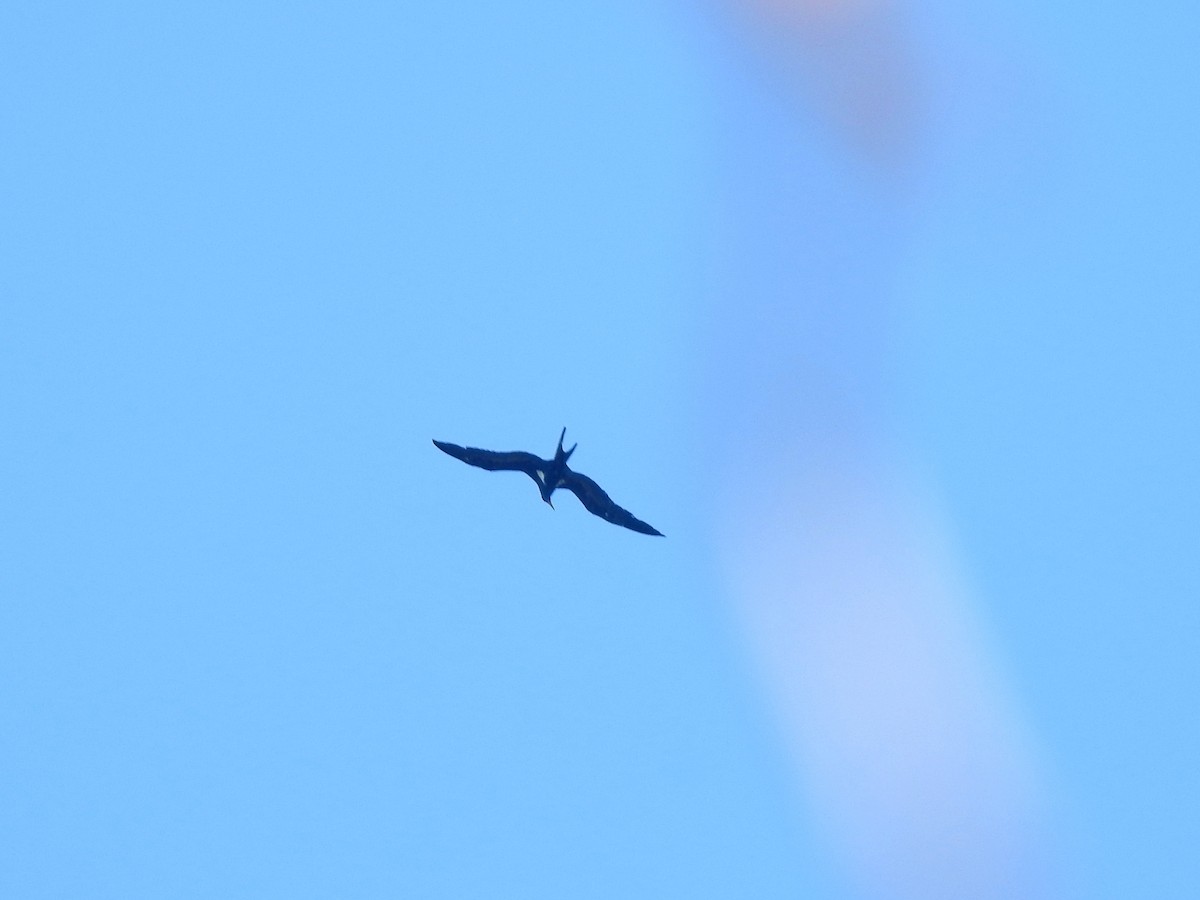 Lesser Frigatebird - ML644486549